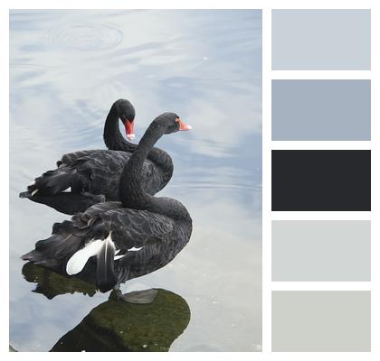 Lake Birds Black Swans Image